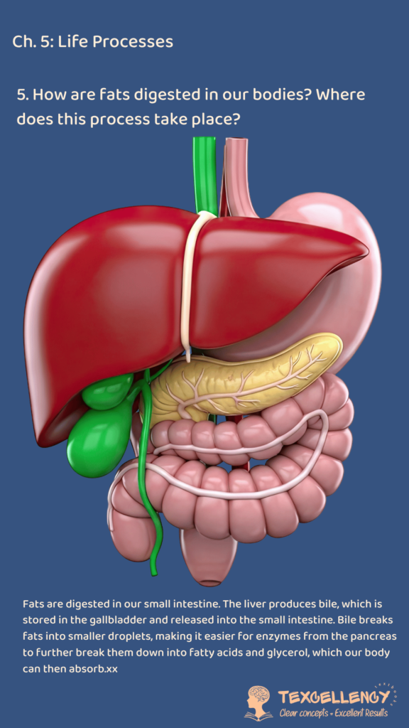 How are fats digested in our bodies Where does this process take place