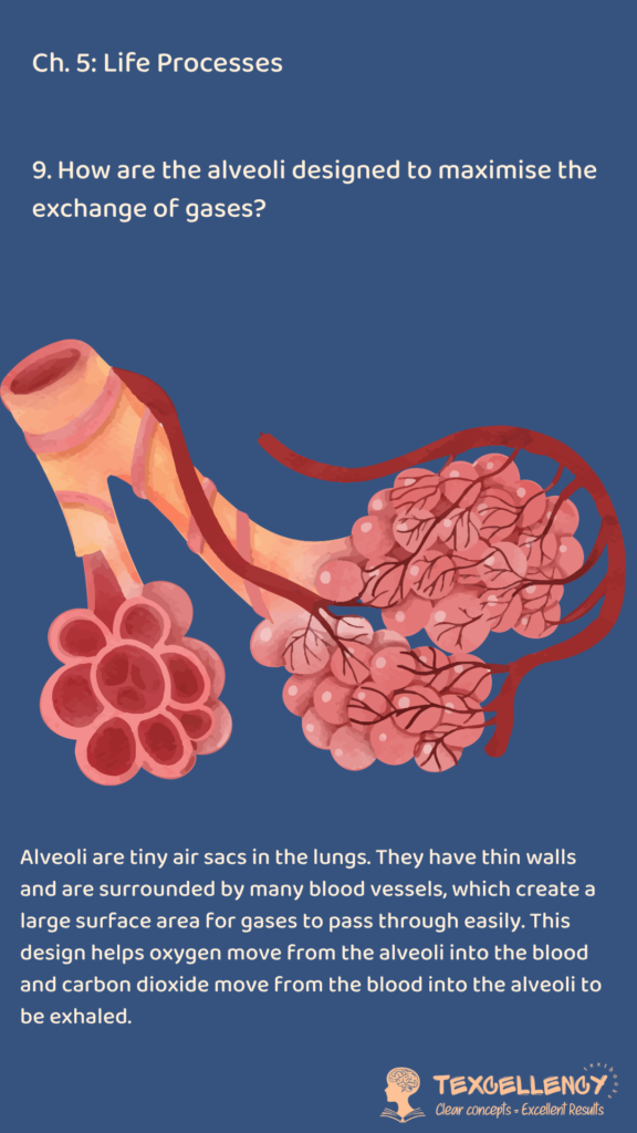 How are the alveoli designed to maximise the exchange of gases