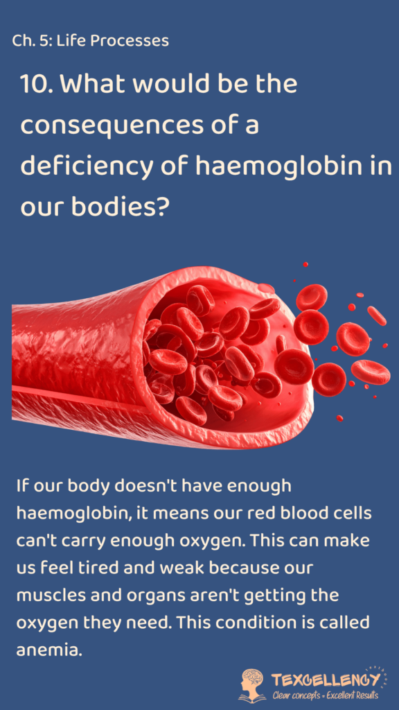 What would be the consequences of a deficiency of haemoglobin in our bodies