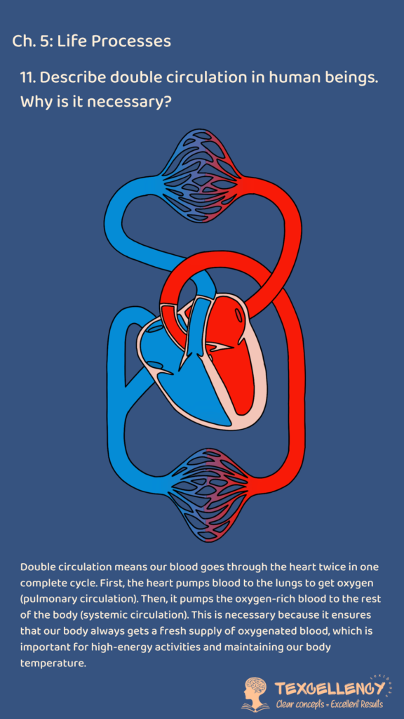 Describe double circulation in human beings. Why is it necessary