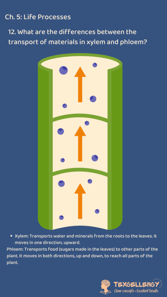 What are the differences between the transport of materials in xylem and phloem