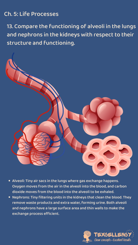Compare the functioning of alveoli in the lungs and nephrons in the kidneys with respect to their structure and functioning.
