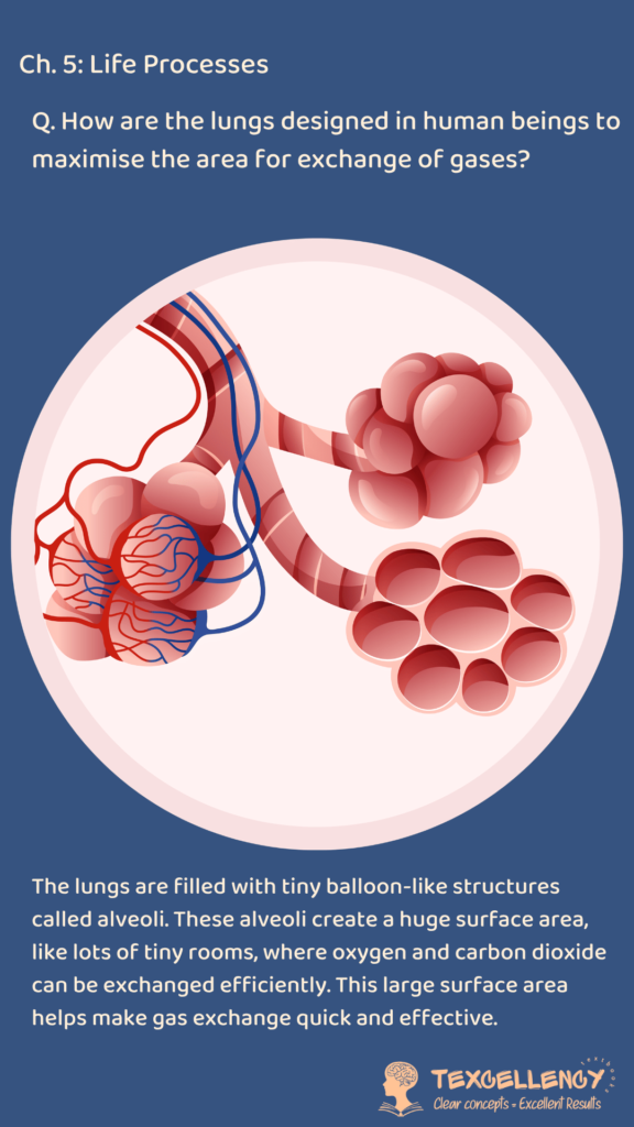 How are the lungs designed in human beings to maximise the area for exchange of gases