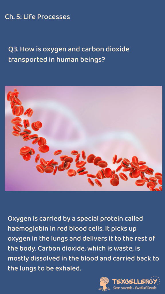 How is oxygen and carbon dioxide transported in human beings